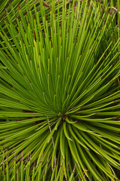 twin flowered agave (Agave geminiflora)