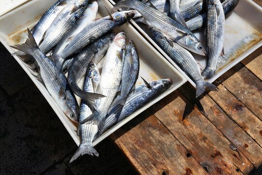 Italy - fresh fish market in Bari. Flathead grey mullet fish (Mugil cephalus) - catch of the day.