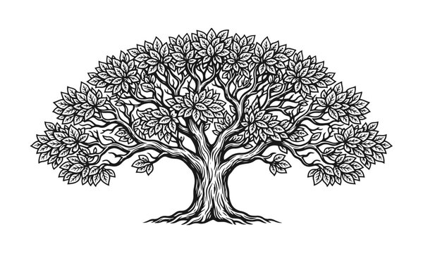 Detailed tree with wide crown and many leaves in black line art style isolated on white. decorative nature illustration. tree silhouette, botanical design, natural pattern, vintage engraving