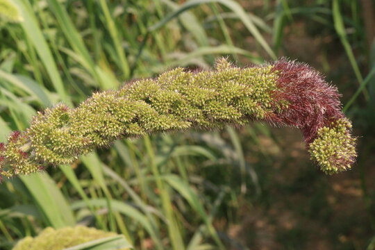 Foxtail millet, scientific name Setaria italica plant on farm