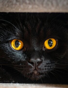 Close-up of a black feline face peering out from a dark space, showcasing vibrant yellow eyes and a focused gaze