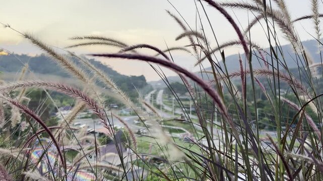 Ornamental grass natural hillside landscape dusk with soft mountain view and blurred road valley, ornamental grass foreground soft mountain landscape hazy valley view dawn light natural plant texture