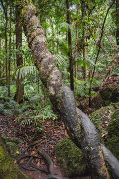 Woody vine, commonly known as a liana, wrapped around a tree trunk in a rainforest. Mossman Gorge, rainforest area within the Daintree National Park, Shire of Douglas, Queensland, Australia