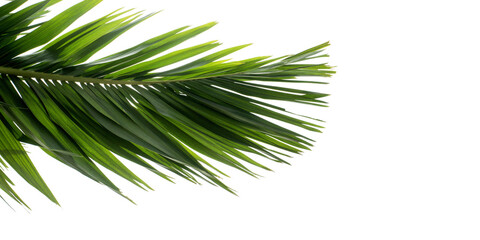 palm leaf isolated on white © Buffstock