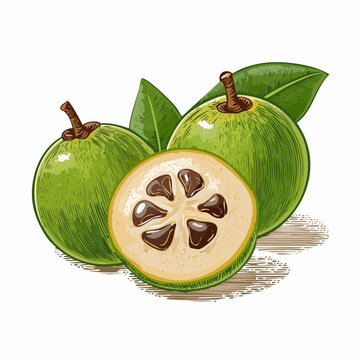Fresh green guavas with leaves and one cut open showing seeds