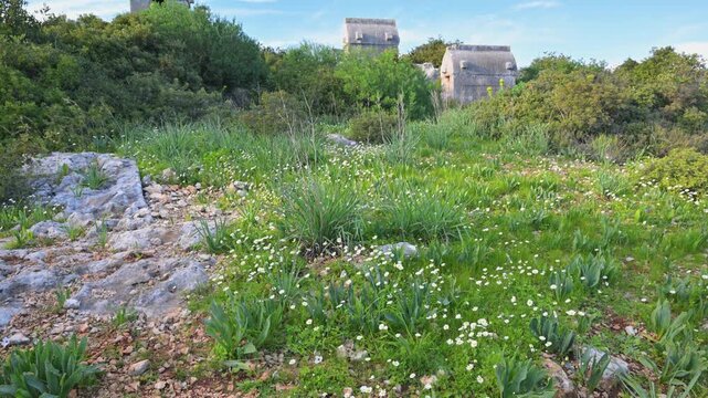 Ancient Lycian tombs and wildflowers in Kekova, Turkey