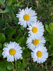 Gänseblümchen, Blüten, Blumen, Frühling schön © Sambucca Mai