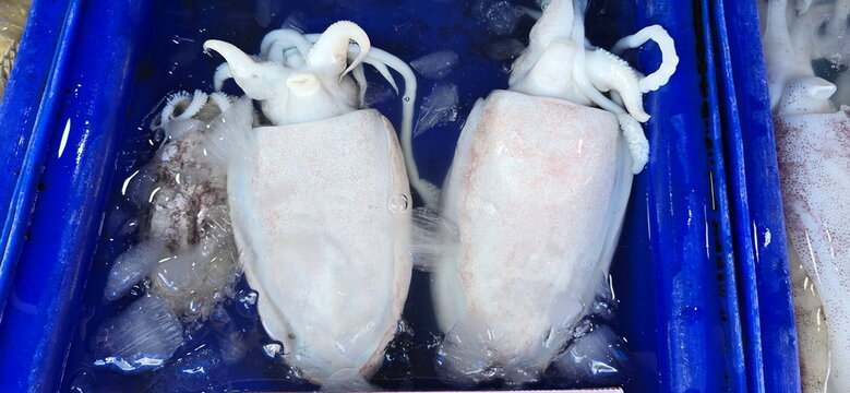 Cuttlefish are in blue buckets filled with ice to maintain their freshness. Relatively plump body, hard cuttlebone, thick flesh. Skin is removed before cooking. shaped like a rather flat, oval pouch
