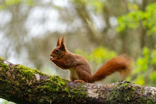 Red Squirrels feeding at THe Dingle Anglesey