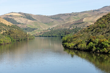 Fototapeta premium Douro river flowing through terraced vineyards landscape