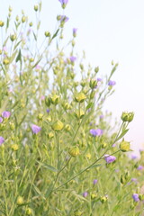 Obraz premium linum usitatissimum, brown flax plant on farm