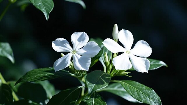 Close-up of beautiful white periwinkle flowers blooming in a garden setting with dark background