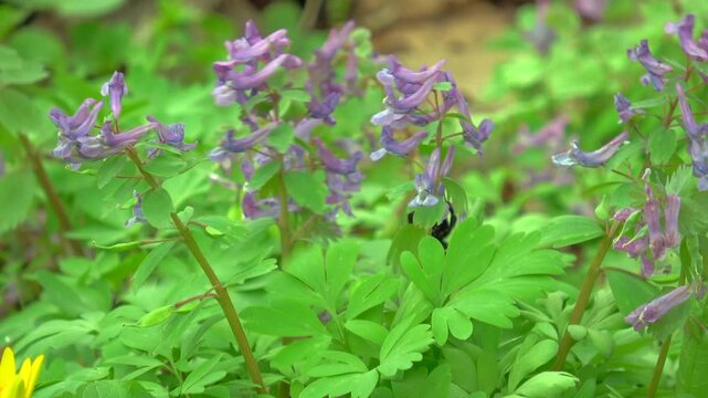 Bumblebee foraging on purple spring corydalis flowers in a forest, close-up of insect collecting nectar in spring