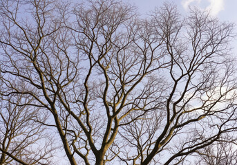 Fototapeta premium Bare branches of a tree against a partly cloudy sky