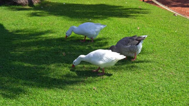 White and grey geese grazing on a lush green lawn in a sunny park in Argentina