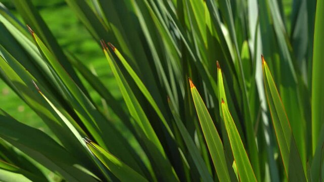 Green ornamental flax leaves swaying in a sunny garden