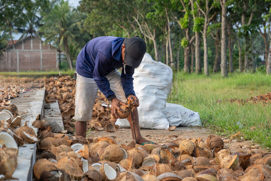 Traditional worker husking coconuts manually in a rural plantation. Authentic agricultural labor for copra production in Southeast Asia.