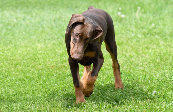Doberman puppy dog walking in a park on a bright sunny summer day