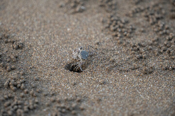 Small sand bubbler crab (Scopimera) emerging from its burrow on a sandy beach. Natural wildlife behavior and coastal ecosystem activity on wet sand. © panji
