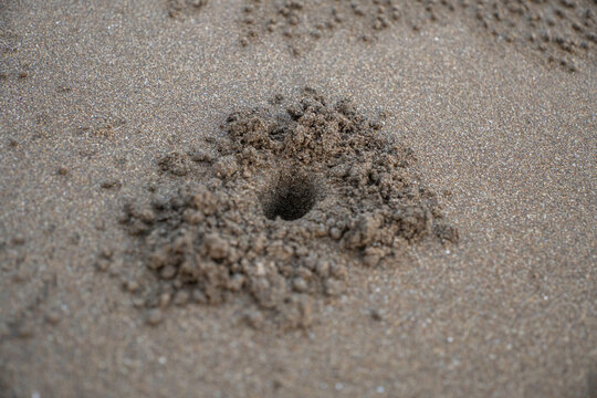 Macro shot of a small crab burrow hole in the sand on a tropical beach. Natural architecture of a sand bubbler crab habitat on the coastline.