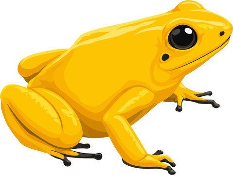 yellow dart frog