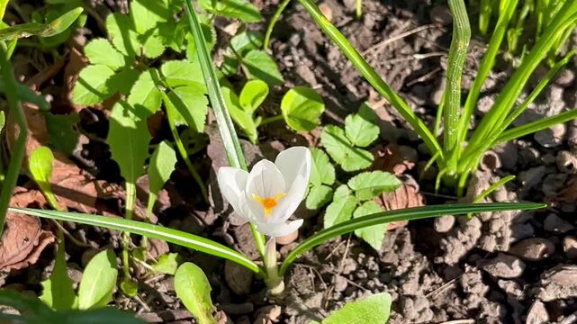 White crocus flower blooming in early spring garden under bright sunlight close to soil showing seasonal renewal and first signs of nature awakening