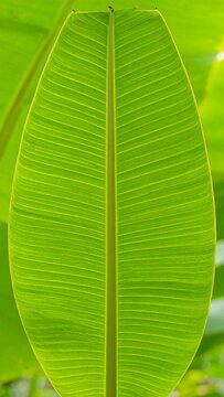 Close-up of a vibrant green, large leaf with prominent veins. Natural sunlight highlights its texture, creating shadows