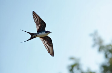 Fototapeta premium A swiftlet bird flies with wings spread wide against a pale blue sky. Its long tail feathers trail behind as it glides with effortless grace and speed.