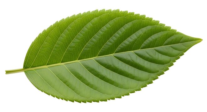 鮮やかな緑色で葉脈がはっきりと見える、一枚の大きな植物の葉、自然の美しさを表現した図 leaf green nature plant botanical
