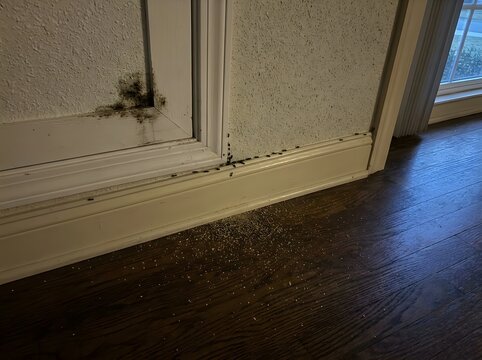 Signs of black mold on wall and termite frass on dark hardwood floor near baseboard in a family home