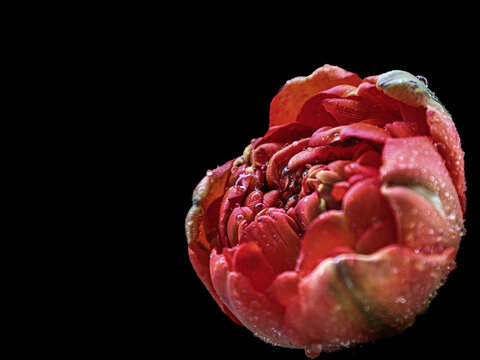 red tulp petals