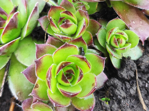 Close up of Sempervivum stone rose succulent growing in soil. Green rosette plant with red tips in natural garden environment. Hardy alpine succulent, ornamental ground cover plant, macro photography 