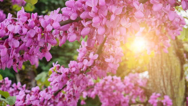 flowers redbud pink many for background