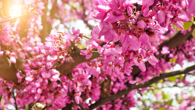 flowers redbud pink many for background