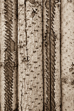 Weathered wood texture with peeling layers
