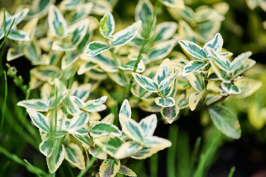 Variegated euonymus leaves in soft natural light