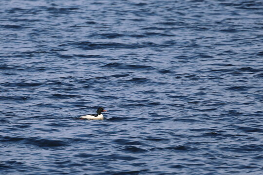 goosander