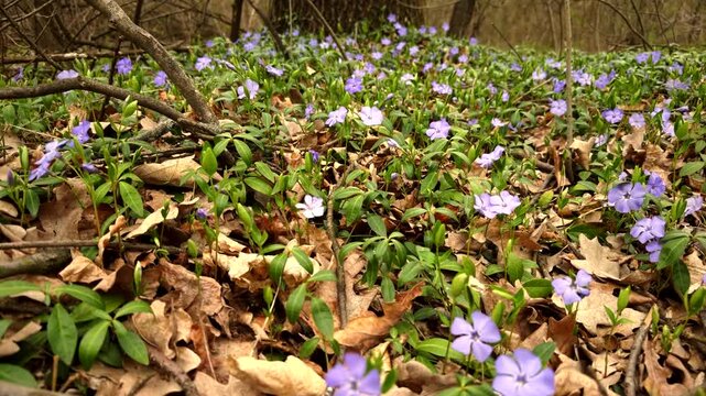 Forest Floor Covered With Wild Blue Periwinkle Flowers. Springtime Nature Awakening
