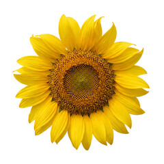 Fototapeta premium Beautiful yellow sunflower blooming with a detailed center, isolated on a white background, symbolizing summer and happiness in nature