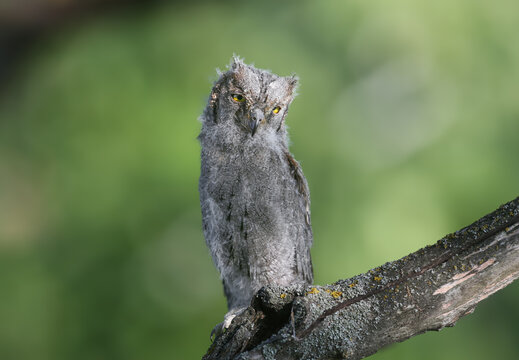 Eurasian Scops Owl (Otus scops) owlet in a different pose on a branch, isolated on a blurred background.
