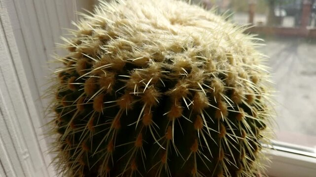 Decorative Round Succulent. Exotic Houseplant For Home Interior