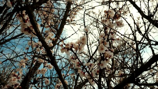 Spring Orchard In Bloom With Delicate Flowers. Awakening Of Nature