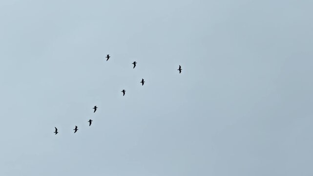 Small Flock Of Migratory Birds Flying In Wedge Formation. Wild Avian Group Soaring In Open Air
