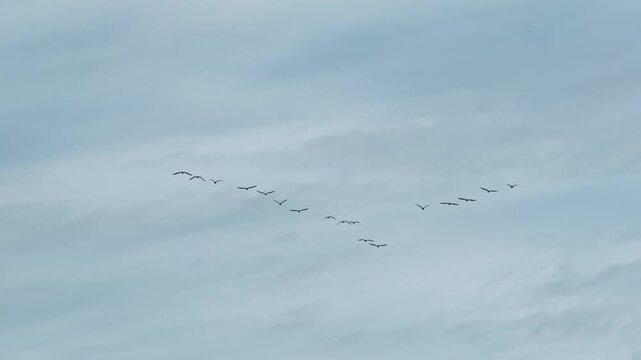 Flock Of Migratory Birds Flying In V Formation. Wild Birds Migration In Cloudy Heavens