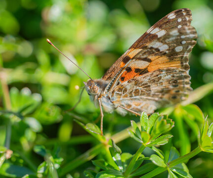 Vanessa cardui, Vanessa del cardo