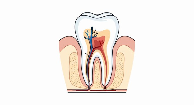 Anatomical illustration of a human tooth, showing root, pulp, nerves, and blood vessels