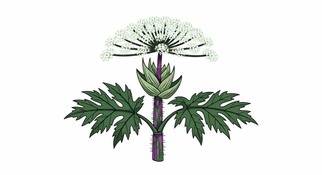 Illustrated hogweed plant with large white flower umbel and spiky stem