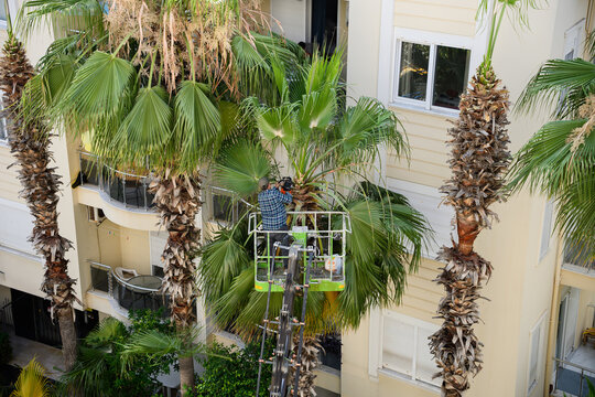 Professional worker in aerial lift trimming palm tree with chainsaw. Urban tree maintenance and landscaping service concept. Professional arborist pruning palm branches near residential building