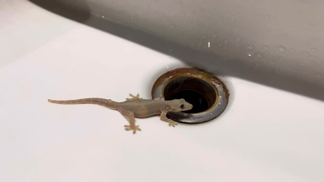 Captured on April 20, 2026, in Chiang Mai, Thailand, this candid shot shows a common house gecko patiently waiting for water droplets from a leaky faucet in a gas station restroom.