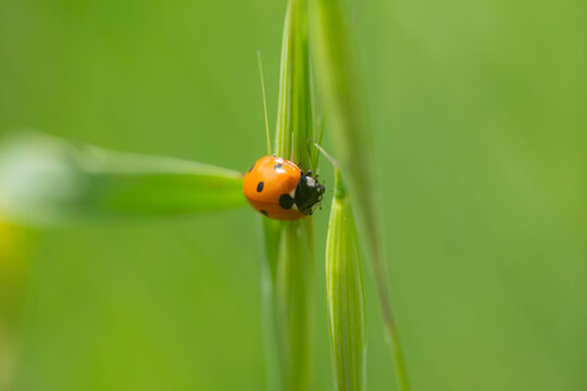 Coccinella, coleottero